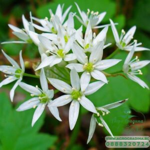 Алиум Левурда многогодишен с лечебни свойства - Allium Ursinum