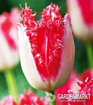 Лале ресничесто Сладката Симон бяло с розово - Tulip Sweet Simone Лале ресничесто Сладката Симон бяло с розово - Tulip Sweet Simone