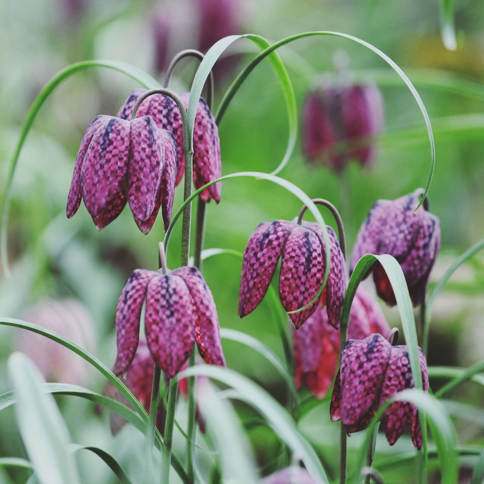 Фритилария зимоустойчива тигрова саморазмножаваща се за сянка - Fritillaria meleagris mix - Image 6