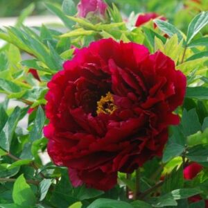 Божур дървовиден кичест червен Буен огън - Paeonia Suffruticosa zhu guang mo run Deep fire Божур дървовиден кичест червен Буен огън - Paeonia Suffruticosa zhu guang mo run Deep fire