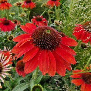 Ехинацея червена от семена издържа на суша - Echinacea Mellow scarlet
