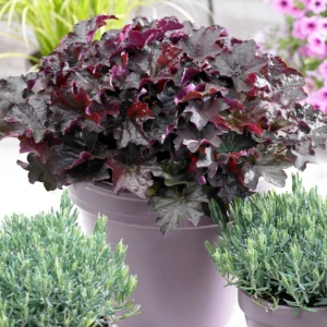 Хеухера Лилав дворец зимоустойчива многогодишно за сянка - Heuchera purple palace