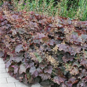 Хеухера Лилав дворец зимоустойчива многогодишно за сянка - Heuchera purple palace