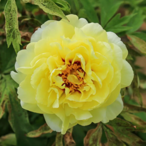 Божур дървовиден едроцветен жълт Горещо слънце - Paeonia Suffruticosa Lutea High Noon (Huang Guan) Божур дървовиден едроцветен жълт Горещо слънце - Paeonia Suffruticosa Lutea High Noon (Huang Guan)