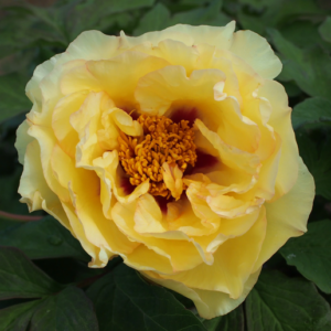Божур дървовиден едроцветен жълт Горещо слънце - Paeonia Suffruticosa Lutea High Noon (Huang Guan) Божур дървовиден едроцветен жълт Горещо слънце - Paeonia Suffruticosa Lutea High Noon (Huang Guan)