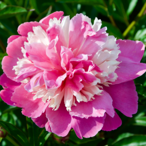 Божур Едулис много ароматен в наситено розово с по-светли нюанси - Paeonia Еdulis superba Божур Едулис много ароматен в наситено розово с по-светли нюанси - Paeonia Еdulis superba