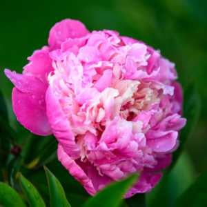 Божур Едулис много ароматен в наситено розово с по-светли нюанси - Paeonia Еdulis superba Божур Едулис много ароматен в наситено розово с по-светли нюанси - Paeonia Еdulis superba