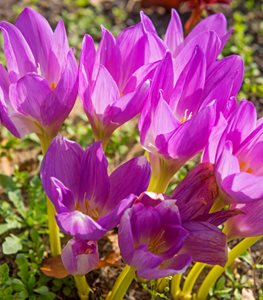 Най-едроцветният есенен минзухар Лилав гигант - Colchicum giant - Image 3