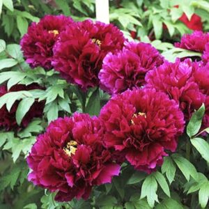 Божур дървовиден кичест червен Буен огън - Paeonia Suffruticosa zhu guang mo run Deep fire Божур дървовиден кичест червен Буен огън - Paeonia Suffruticosa zhu guang mo run Deep fire