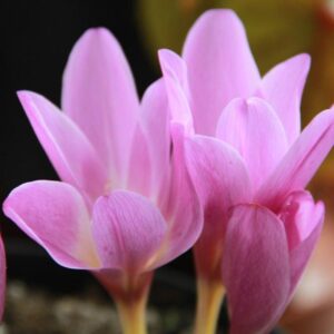 Най-едроцветният есенен минзухар Лилав гигант - Colchicum giant Най-едроцветният есенен минзухар Лилав гигант - Colchicum giant