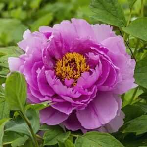 Божур дървовиден ароматен кичест лилав Сутрешна роса - Paeonia Suffruticosa Flower in dew (Ling Hua Zhan Lu) Божур дървовиден ароматен кичест лилав Сутрешна роса - Paeonia Suffruticosa Flower in dew (Ling Hua Zhan Lu)