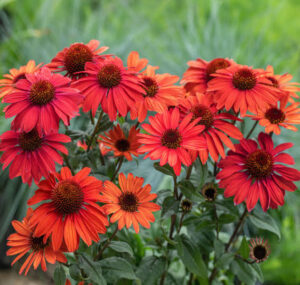 Ехинацея червена от семена издържа на суша - Echinacea Mellow scarlet