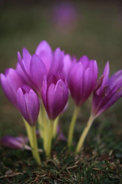Най-едроцветният есенен минзухар Лилав гигант - Colchicum giant - Image 4