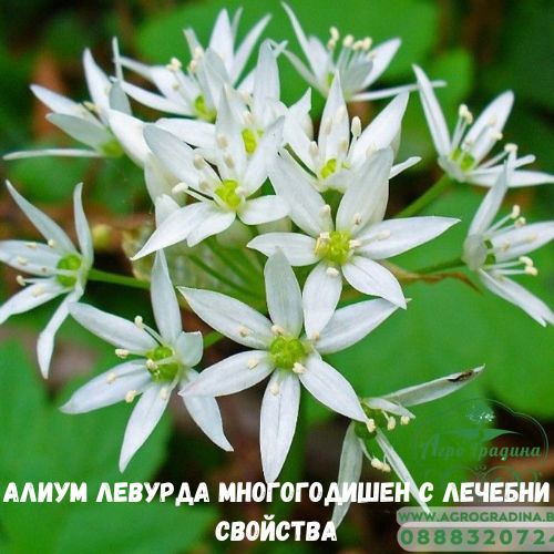 Фритилария тигрово шахматна саморазмножаваща се за сянка - Fritillaria meleagris