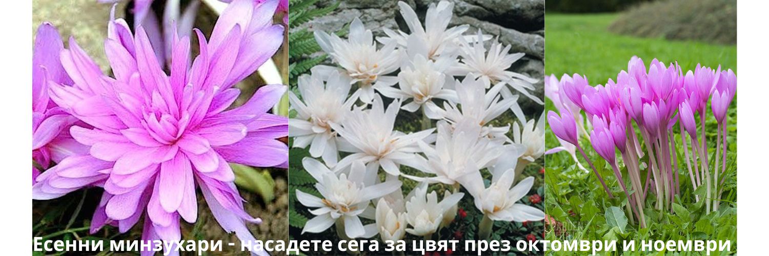 Луковици за нарцис засаждане есен