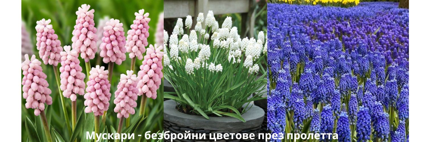 Луковици за зюмбюл засаждане есен