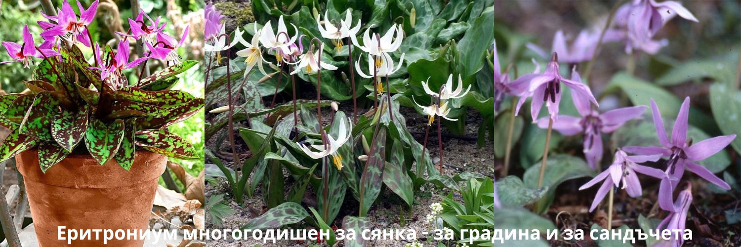 Луковици за лале засаждане есен
