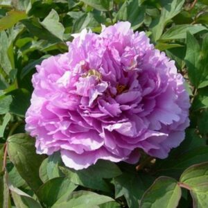 Божур дървовиден ароматен кичест лилав Сутрешна роса - Paeonia Suffruticosa Flower in dew (Ling Hua Zhan Lu) Божур дървовиден ароматен кичест лилав Сутрешна роса - Paeonia Suffruticosa Flower in dew (Ling Hua Zhan Lu)