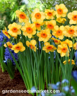Нарцис Kedron с 3-4 цвята на стъбло подходящ и за саксии - Narcissus Кедрон Нарцис Kedron с 3-4 цвята на стъбло подходящ и за саксии - Narcissus Кедрон