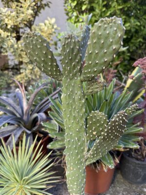 Кактус прегазен на пътя с височина 130 см - Opuntia rubescens Кактус прегазен на пътя с височина 130 см - Opuntia rubescens