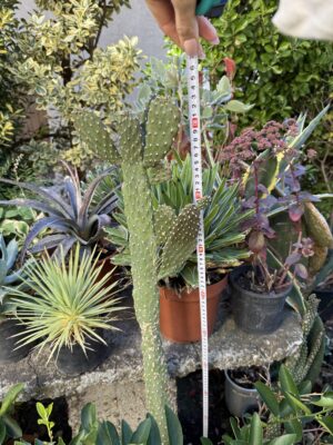 Кактус прегазен на пътя с височина 130 см - Opuntia rubescens Кактус прегазен на пътя с височина 130 см - Opuntia rubescens
