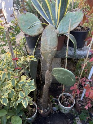 Кактусова смокиня с височина 110 см. - Opuntia ficus-indica Кактусова смокиня с височина 110 см. - Opuntia ficus-indica