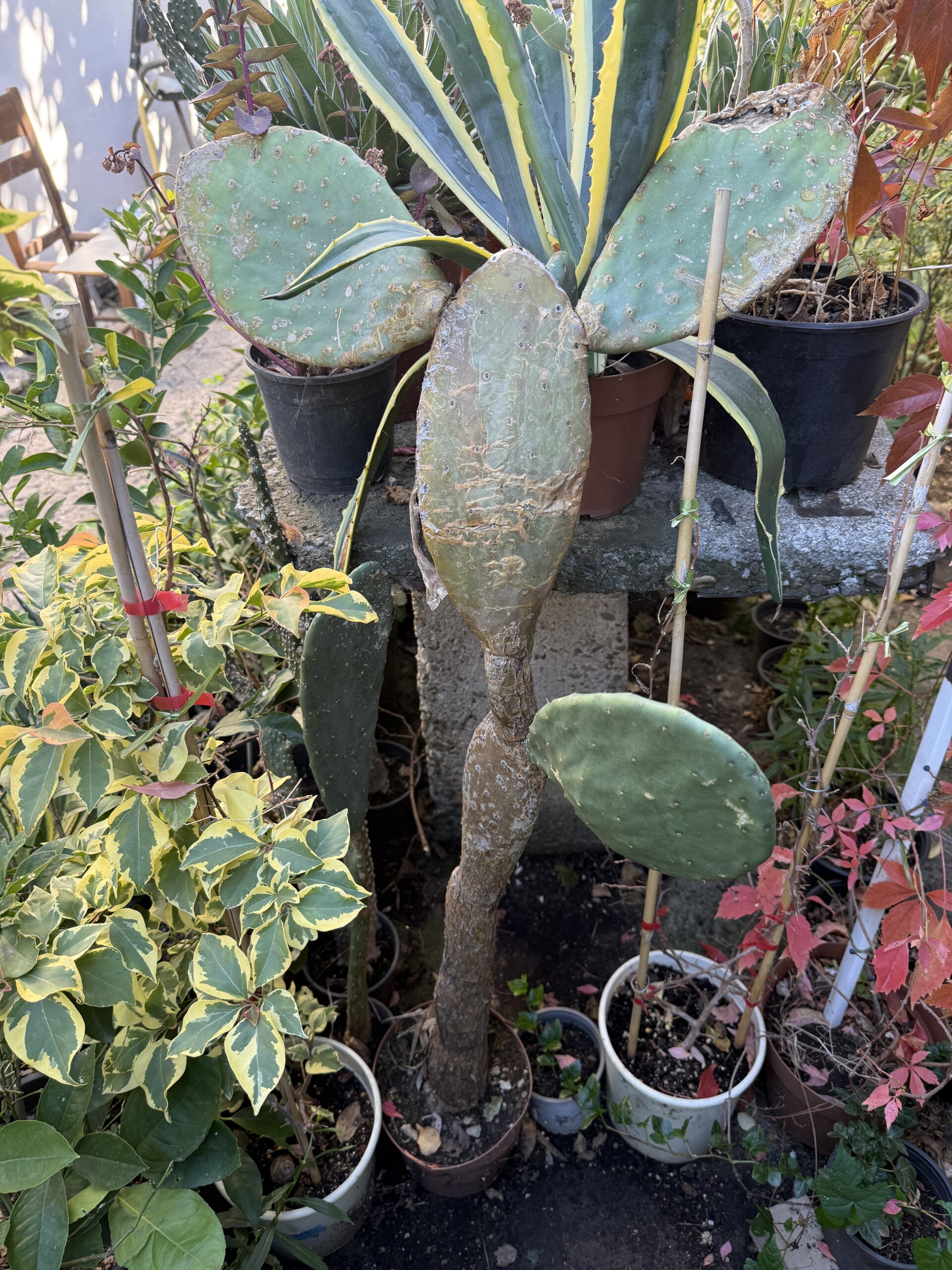 Кактусова смокиня с височина 110 см. - Opuntia ficus-indica