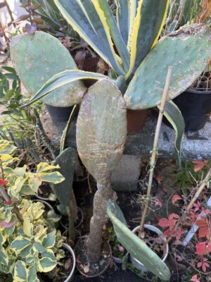 Кактусова смокиня с височина 110 см. - Opuntia ficus-indica Кактусова смокиня с височина 110 см. - Opuntia ficus-indica