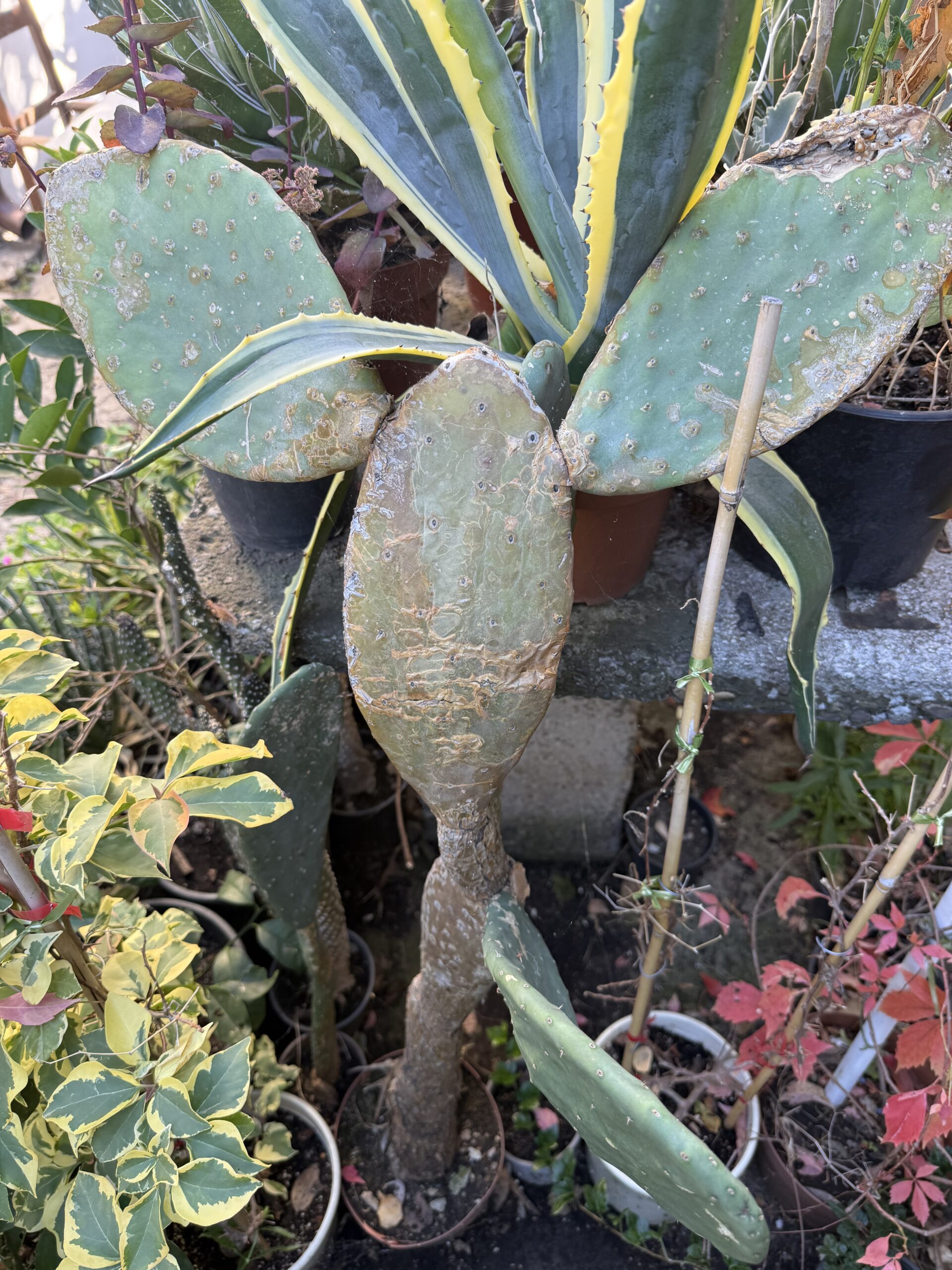 Кактусова смокиня с височина 110 см. - Opuntia ficus-indica - Image 2