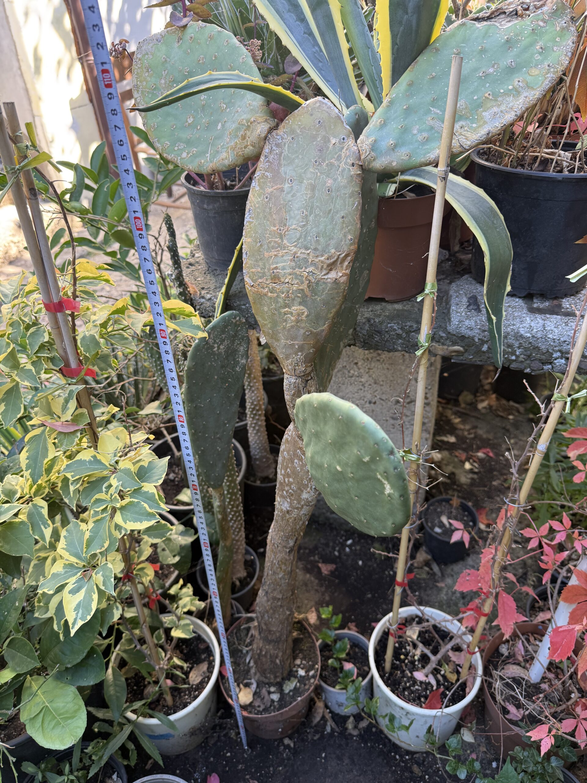 Кактусова смокиня с височина 110 см. - Opuntia ficus-indica - Image 3