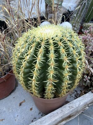 Кълбовиден кактус Златна топка с височина 20 см - Echinocactus grusonii Кълбовиден кактус Златна топка с височина 20 см - Echinocactus grusonii
