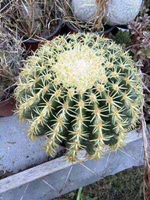 Кълбовиден кактус Златна топка с височина 20 см - Echinocactus grusonii Кълбовиден кактус Златна топка с височина 20 см - Echinocactus grusonii