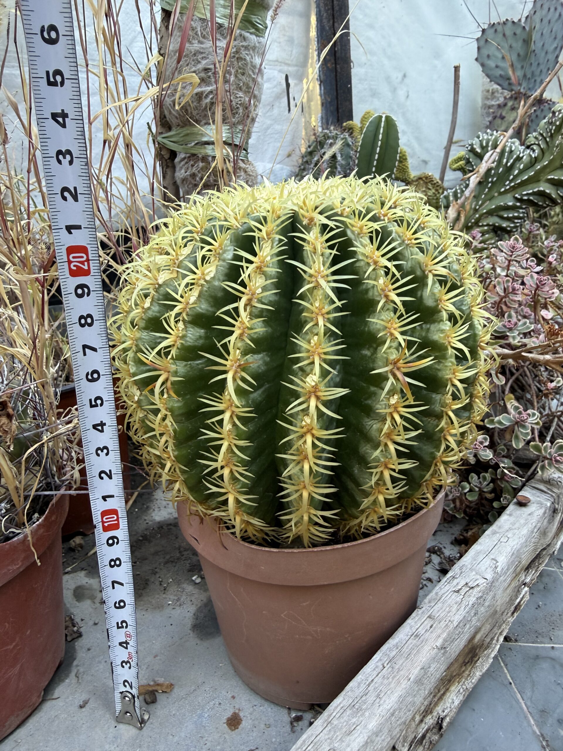 Кълбовиден кактус Златна топка с височина 20 см - Echinocactus grusonii - Image 3