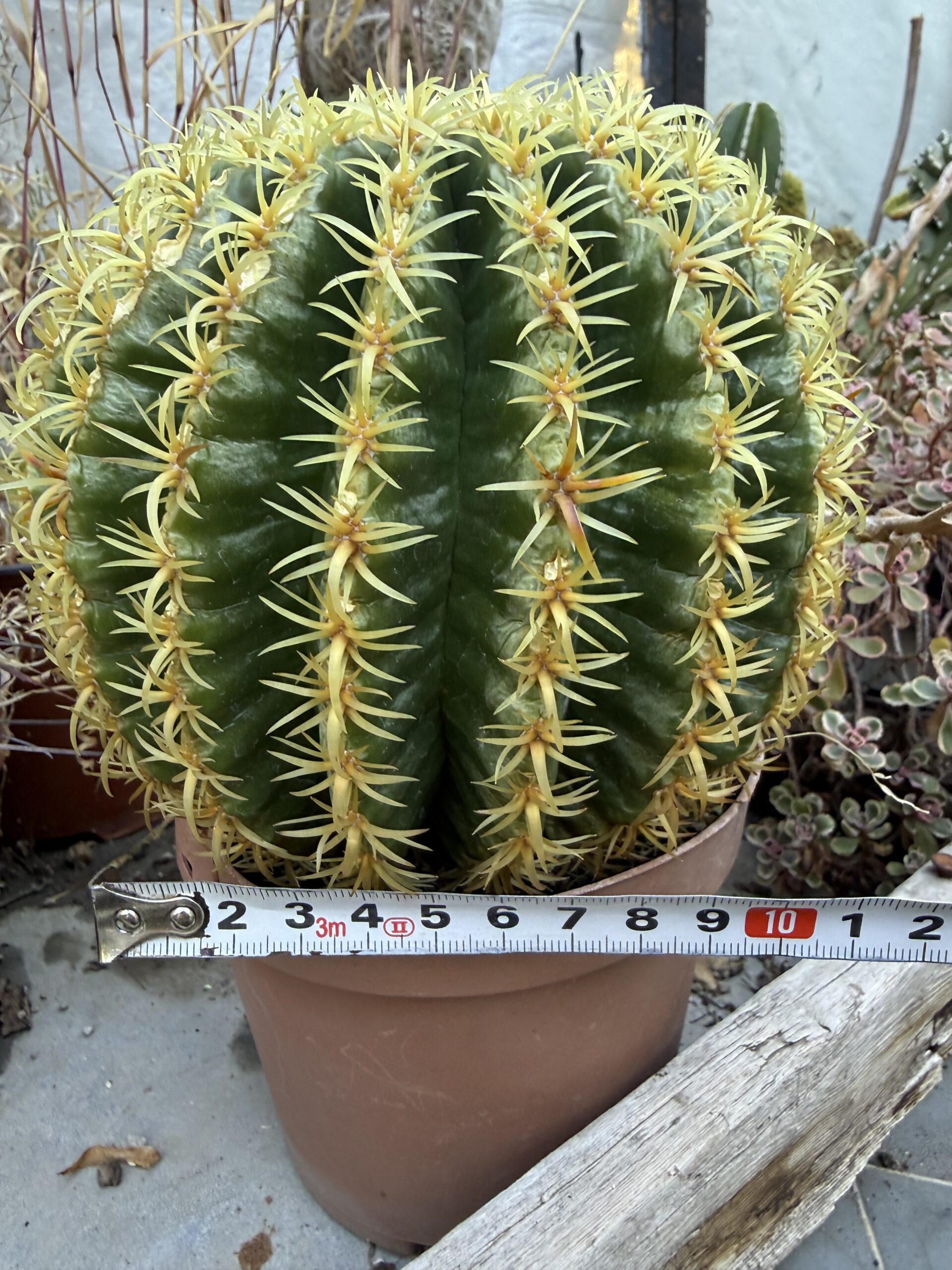 Кълбовиден кактус Златна топка с височина 20 см - Echinocactus grusonii - Image 4