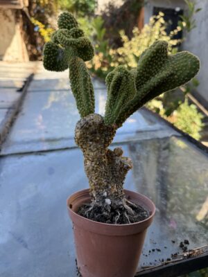 Опунция базиларис кристатна с височина 30 см - Opuntia basilaris var. cristata Опунция базиларис кристатна с височина 30 см - Opuntia basilaris var. cristata
