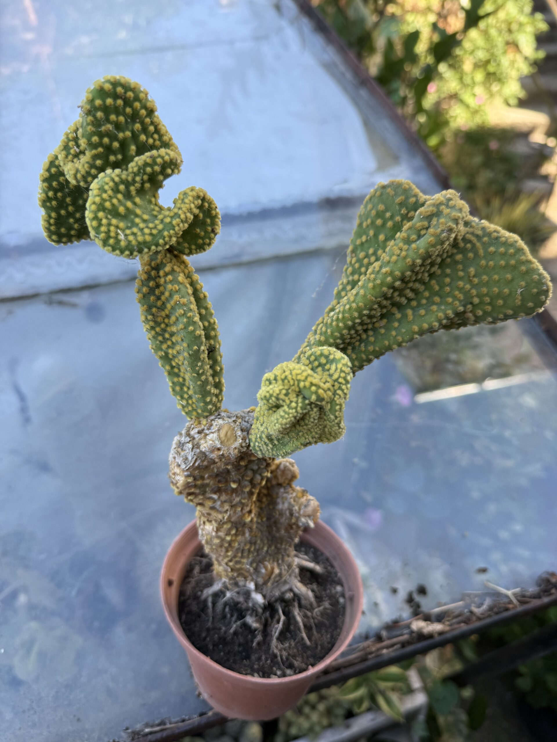 Опунция базиларис кристатна с височина 30 см - Opuntia basilaris var. cristata - Image 2