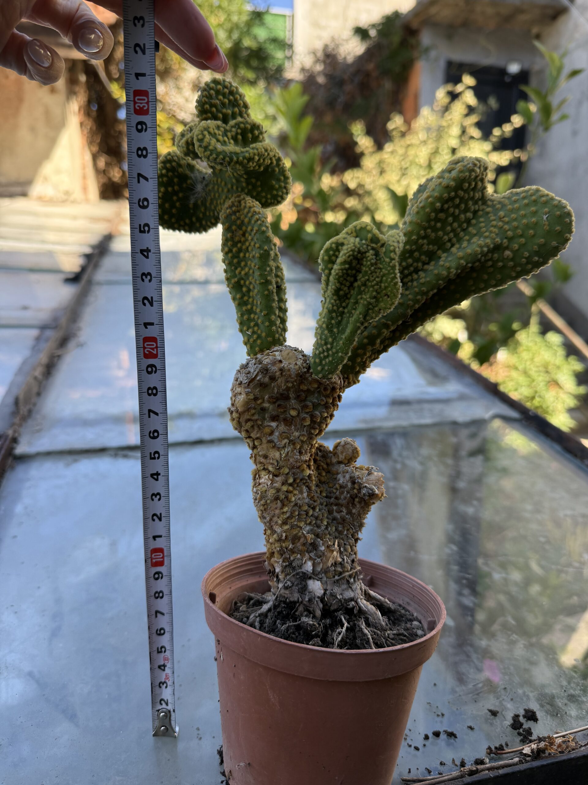 Опунция базиларис кристатна с височина 30 см - Opuntia basilaris var. cristata - Image 3