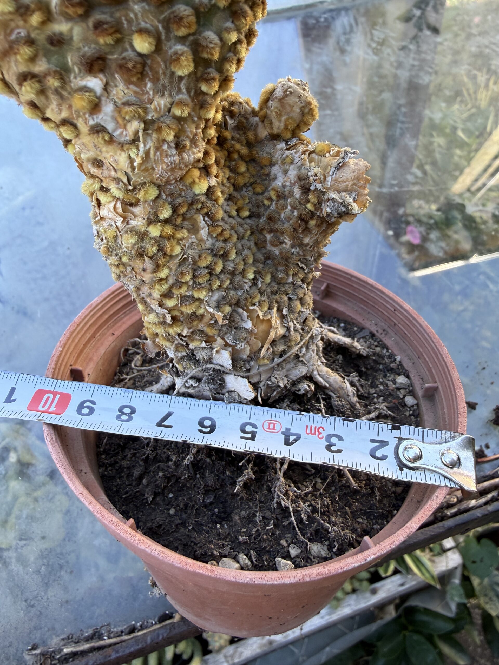 Опунция базиларис кристатна с височина 30 см - Opuntia basilaris var. cristata - Image 4