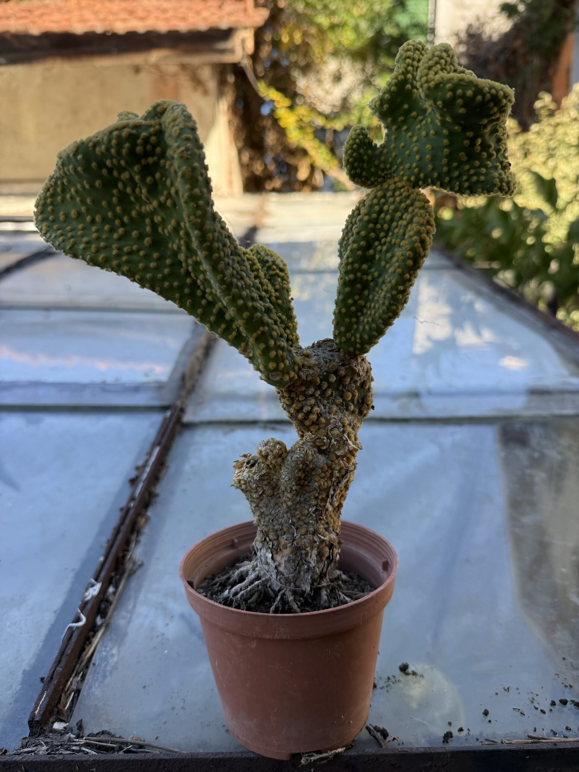 Опунция базиларис кристатна с височина 30 см - Opuntia basilaris var. cristata - Image 5