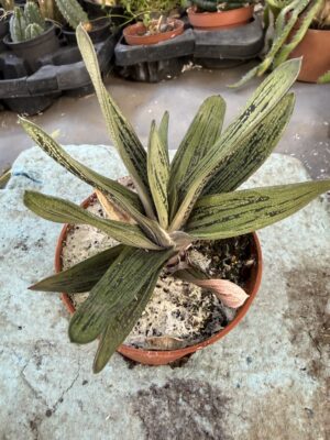 Гастерия с височина 20 см - Gasteria ‘Little Warty’ Гастерия с височина 20 см - Gasteria ‘Little Warty’