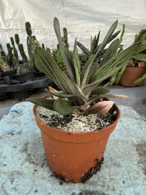 Гастерия с височина 20 см - Gasteria ‘Little Warty’ Гастерия с височина 20 см - Gasteria ‘Little Warty’