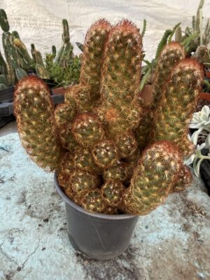 Кактус Златна дантела в червено с височина 20 см - Mammillaria elongata Rubra Кактус Златна дантела в червено с височина 20 см - Mammillaria elongata Rubra