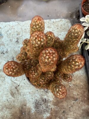 Кактус Златна дантела в червено с височина 20 см - Mammillaria elongata Rubra Кактус Златна дантела в червено с височина 20 см - Mammillaria elongata Rubra