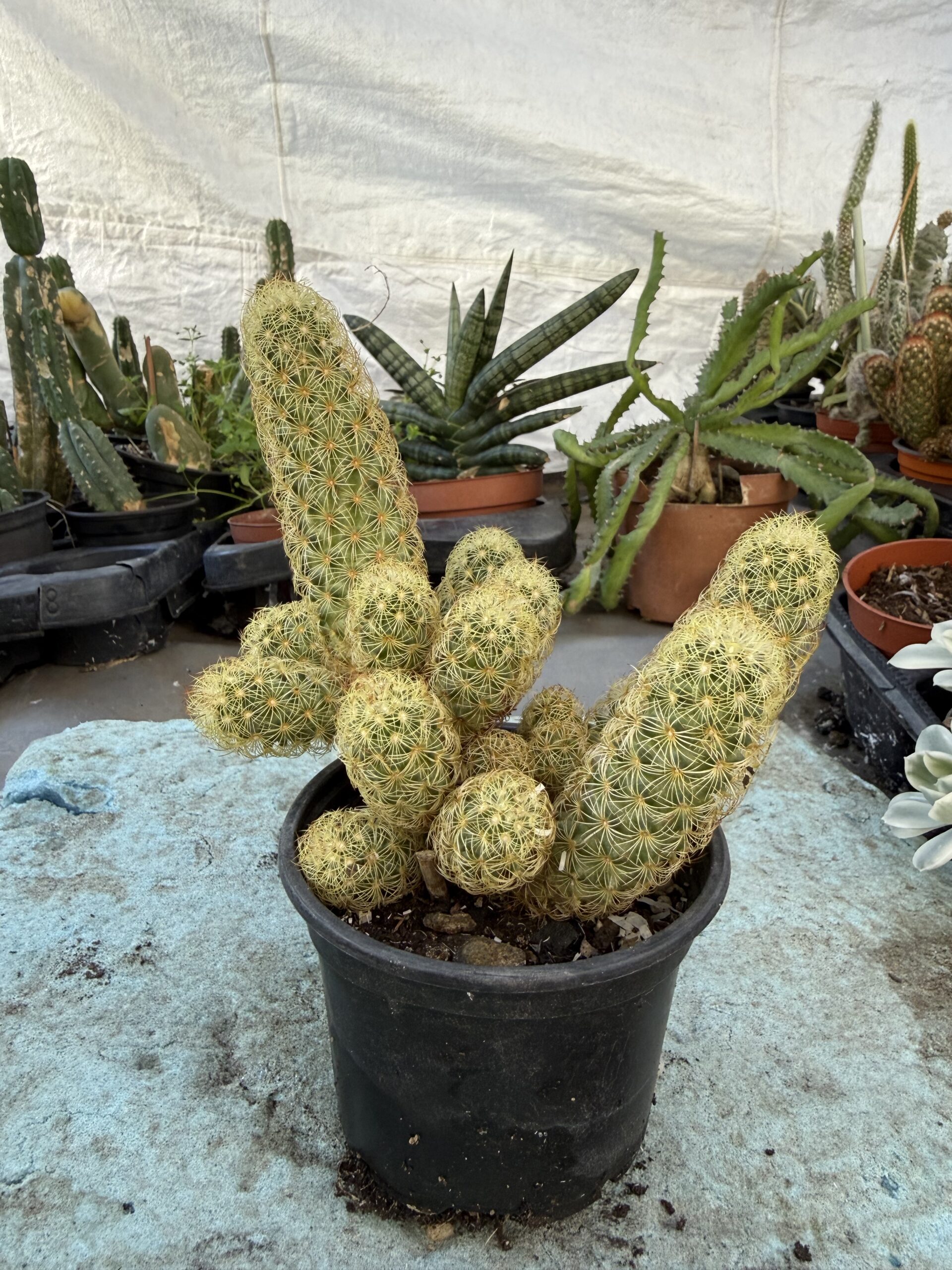 Кактус Златна дантела с височина 15 см - Mammillaria elongata
