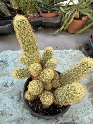 Кактус Златна дантела с височина 15 см - Mammillaria elongata Кактус Златна дантела с височина 15 см - Mammillaria elongata