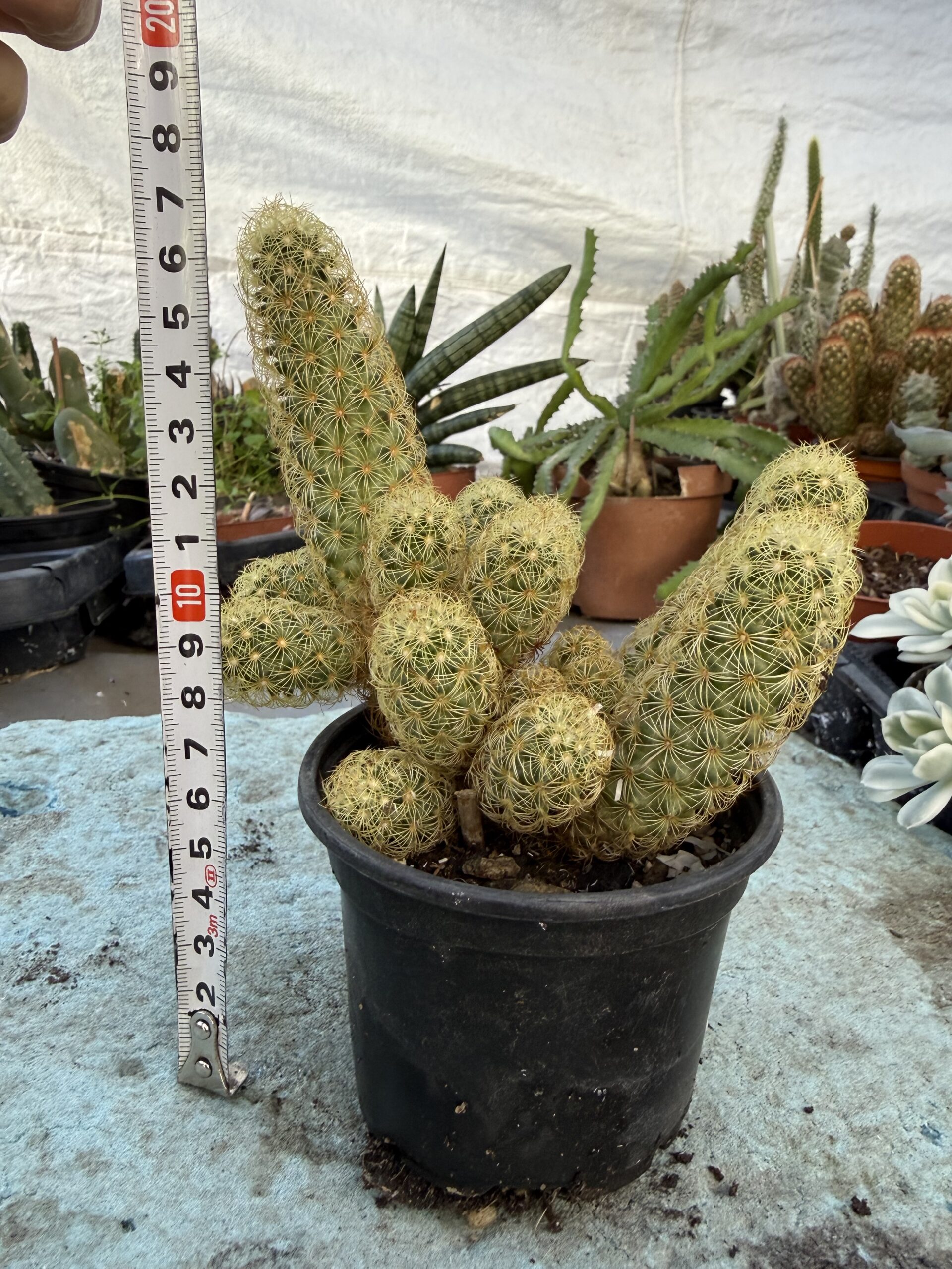 Кактус Златна дантела с височина 15 см - Mammillaria elongata - Image 3