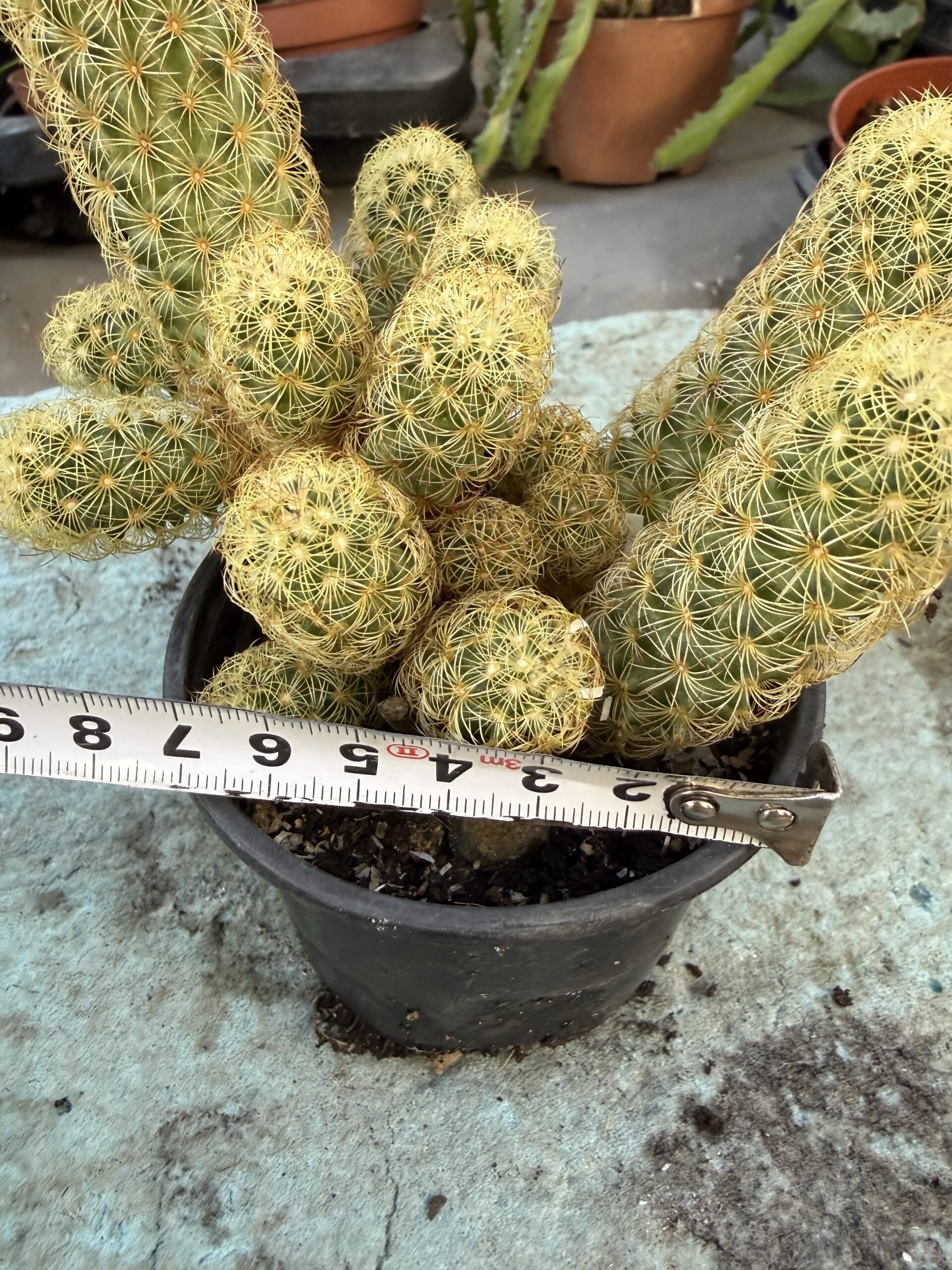 Кактус Златна дантела с височина 15 см - Mammillaria elongata - Image 4