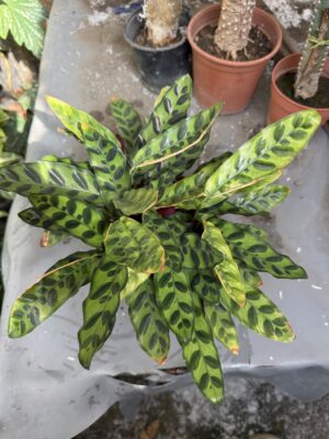Калатея Гърмяща змия с височина 20 см - Calathea lancifolia Калатея Гърмяща змия с височина 20 см - Calathea lancifolia