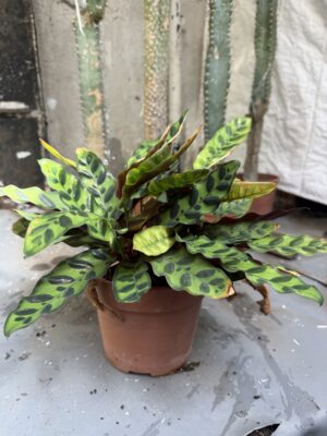Калатея Гърмяща змия с височина 20 см - Calathea lancifolia Калатея Гърмяща змия с височина 20 см - Calathea lancifolia