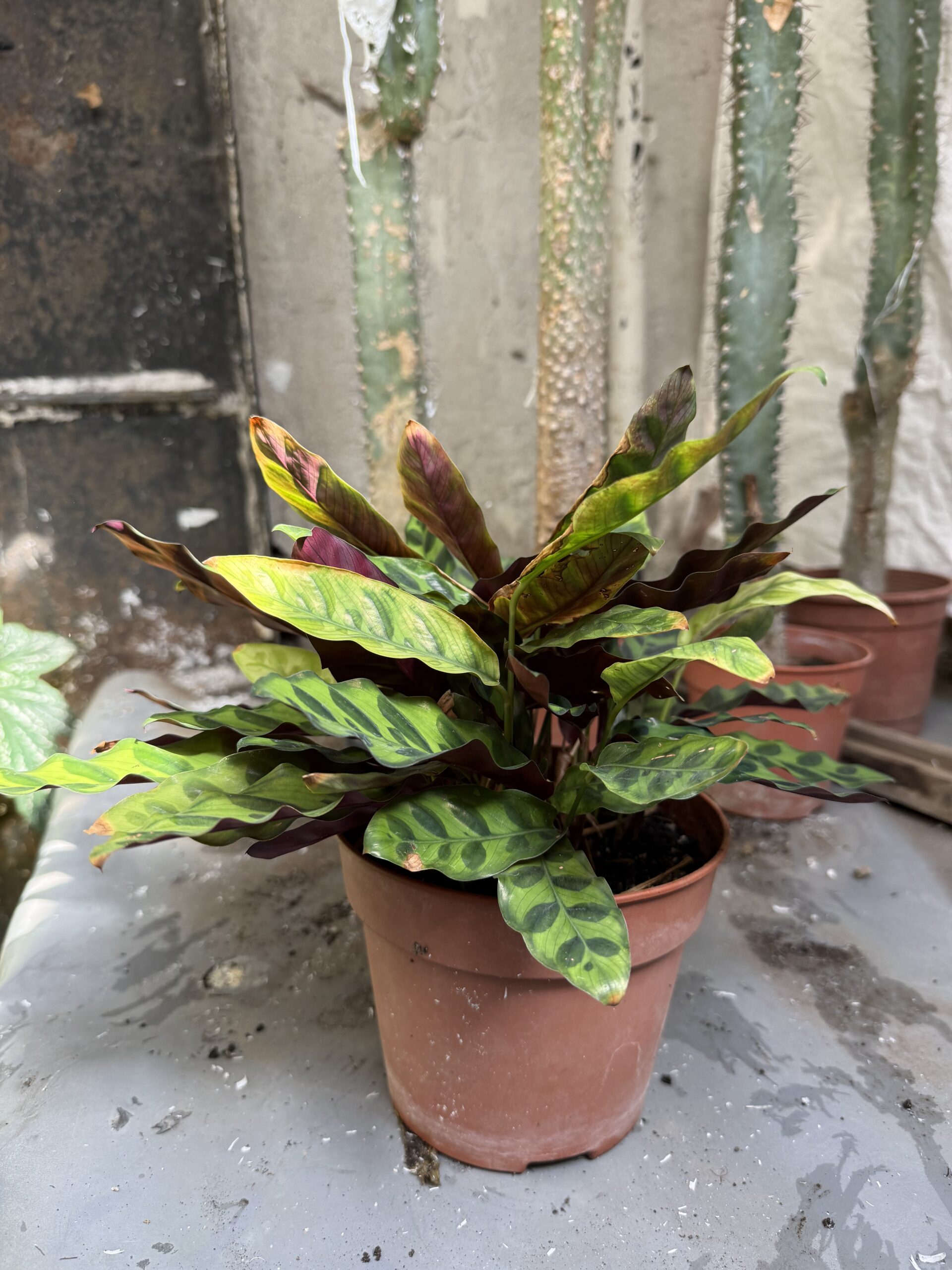 Калатея Гърмяща змия с височина 20 см - Calathea lancifolia - Image 3